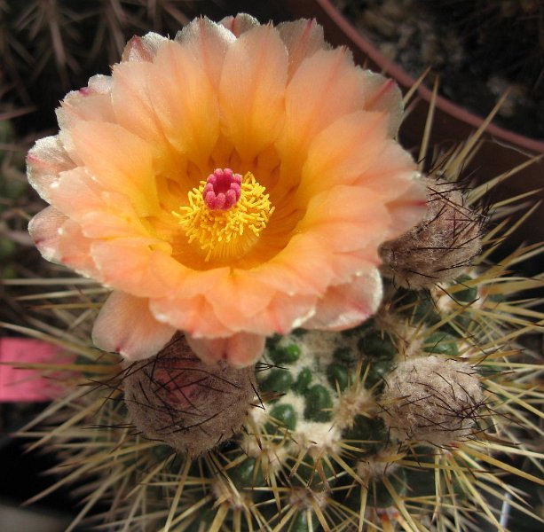 Notocactus submammulosus f. oranzovy kvet  (Findeissen)
